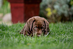 Labrador Retriever Puppy