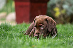 Labrador Retriever Puppy