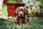 Labrador Retriever Puppy