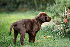 Labrador Retriever Puppy