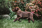 Labrador Retriever Puppy