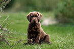 Labrador Retriever Puppy