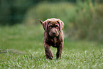 Labrador Retriever Puppy