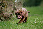 Labrador Retriever Puppy