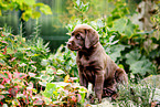 Labrador Retriever Puppy