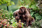 Labrador Retriever Puppies