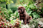 Labrador Retriever Puppy