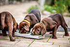 Labrador Retriever Puppies