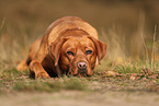 redfox Labrador Retriever