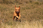 redfox Labrador Retriever