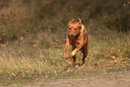 redfox Labrador Retriever