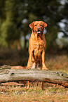 redfox Labrador Retriever