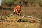 redfox Labrador Retriever