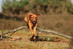 redfox Labrador Retriever