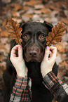 female Labrador Retriever