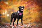 female Labrador Retriever