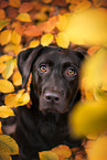 female Labrador Retriever