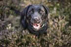 Labrador Retriever