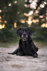 male Labrador Retriever