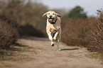 blonde Labrador Retriever