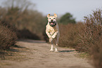 blonde Labrador Retriever