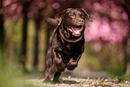 chocolate Labrador Retriever