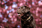 chocolate Labrador Retriever