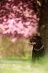 chocolate Labrador Retriever
