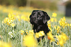 black Labrador Retriever