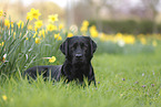 black Labrador Retriever