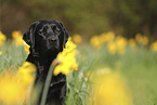 black Labrador Retriever