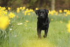 black Labrador Retriever