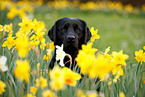 black Labrador Retriever