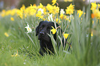 black Labrador Retriever