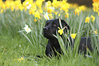 black Labrador Retriever