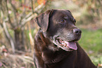 Labrador Retriever