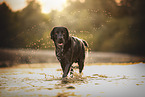 black Labrador