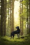 black Labrador