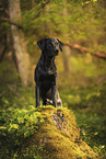 black Labrador