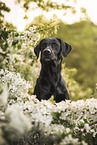 black Labrador