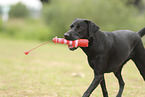 black Labrador Retriever