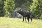 black Labrador Retriever