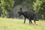 black Labrador Retriever