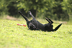 black Labrador Retriever