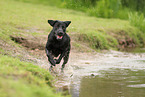 black Labrador Retriever