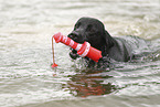 black Labrador Retriever
