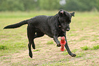 black Labrador Retriever
