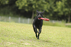black Labrador Retriever
