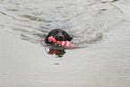black Labrador Retriever