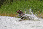 silver Labrador Retriever